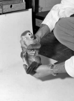 1st American Animal in Space