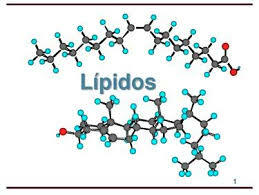 lipido