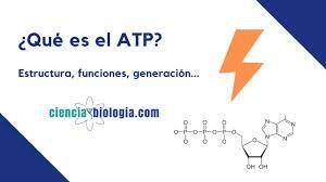 ATP