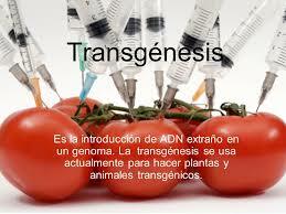 TRANSGENESIS