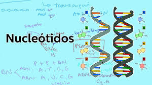 NUCLEOTIDOS