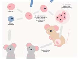 Nace la clonación, gracias a Paul berg, Stanley Norman y Herbert Boyer