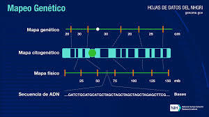 nuevas  técnicas al mapeo de genes