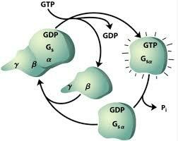 A. G. Gilman y M. Rodbel  reciben galardon por descubrir proteínas G
