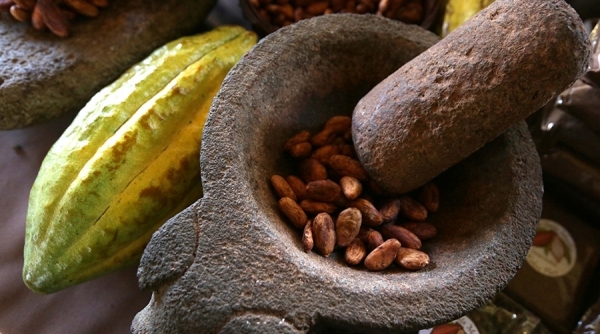 Cacao