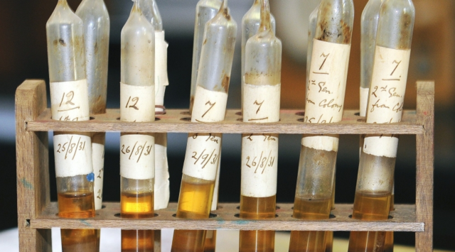 Procesos fermentativos a exigencias de la Primera Guerra Mundial