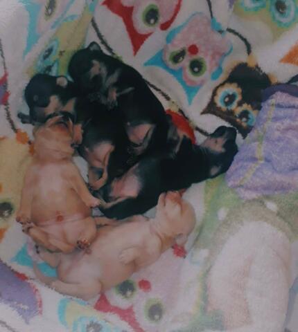 Valeria Rodriguez Tapia 251