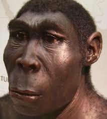 Homo erectus