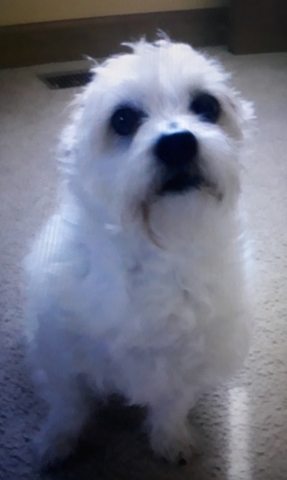 Another Dog Euthanized