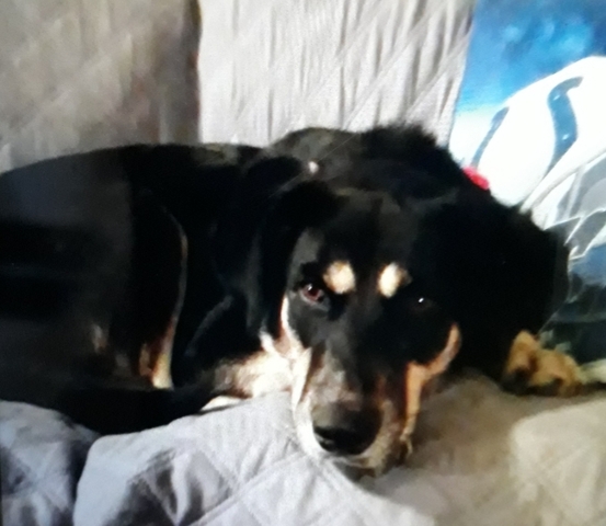 New Dog Moves in with the Family