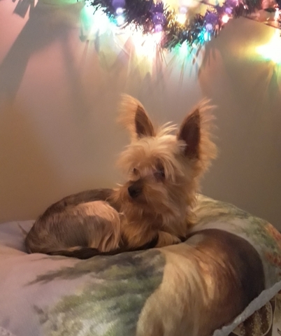 Another Dog Moves In