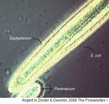 Clements y Bullivant