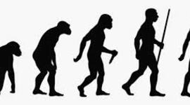 Timeline: Evolució dels homínids