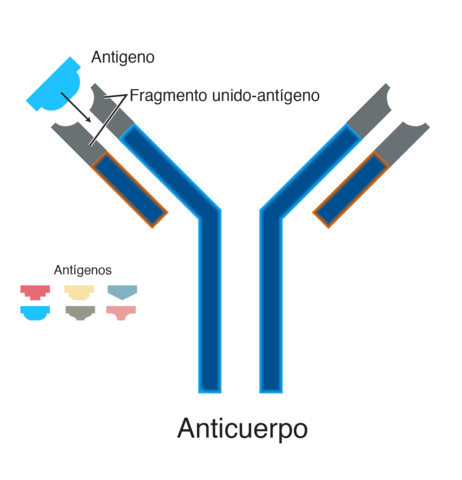 ANTICUERPO