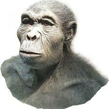 Homo habilis