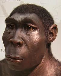 Homo erectus