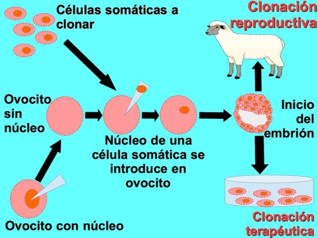 CLONACION