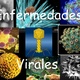 Patologia virus enfermedades virales 1 728