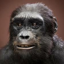 Sahelanthropus tchadensis