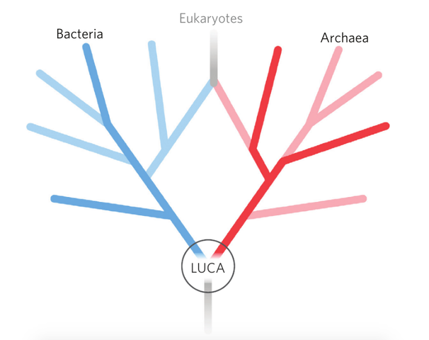 LUCA, La celula Ancestral
