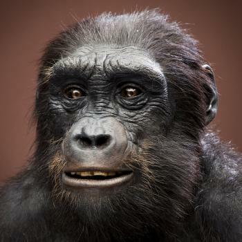 Sahelanthropus tchandensis.