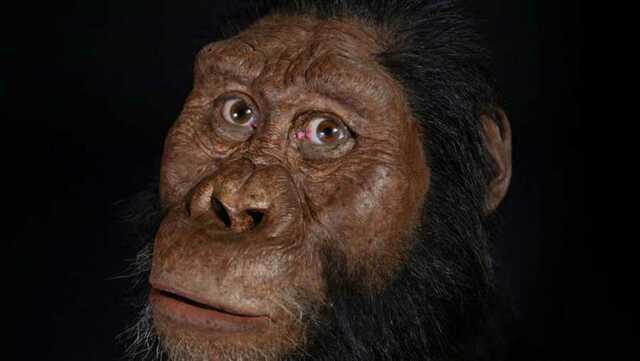 Australopithecus amanensis