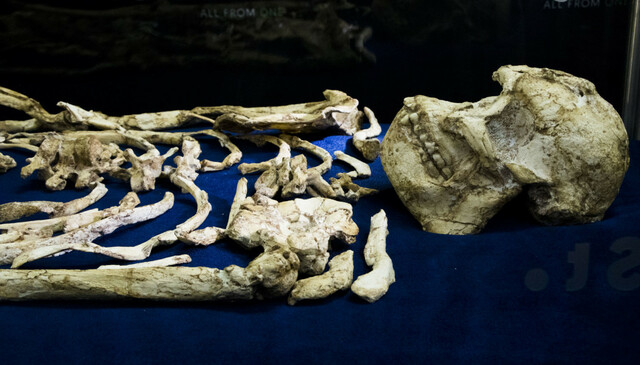 Eldste skjelett av menneske