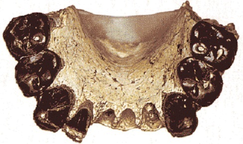 Australopithecus bahrelghazali