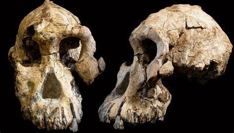 Australopithecus anamensis