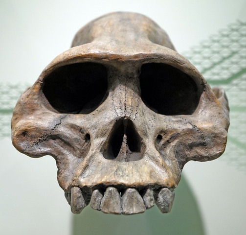 Australopithecus afarensis