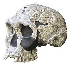 Homo  habilis