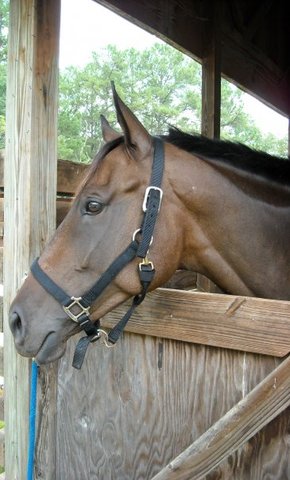 I purchased my horse Maddie