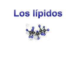 Lipido