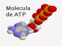 ATP