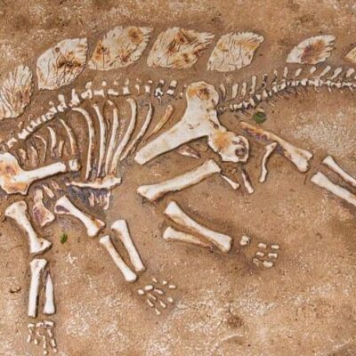Timeline: Historia de la Paleontología