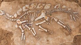 Timeline: Historia de la Paleontología