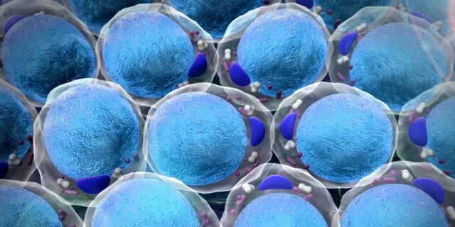 "Las funciones vitales de los órganos tienen lugar en la célula"