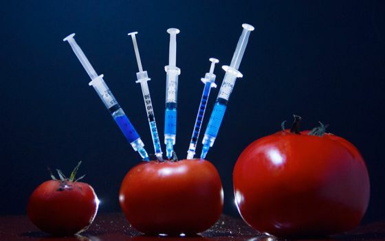 PRUEBA DE TOMATES TRANSGENICOS