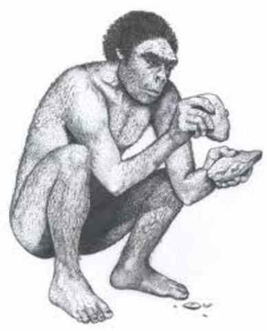 Homo Habilis