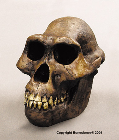 Australopithecus Afarensis