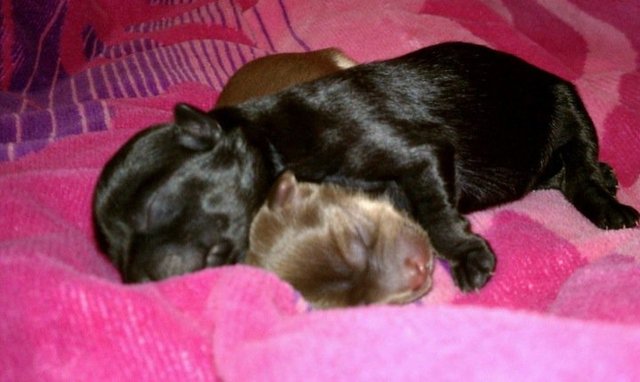 Hal-ee and Twix had puppies Reese and Jynx