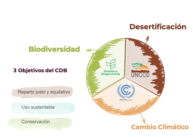 Entra en vigor el convenio obre la diversidad biologica de las naciones unidas