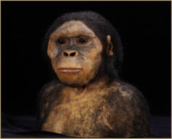Australopithecus afarensis  - 4million to 3 million years ago