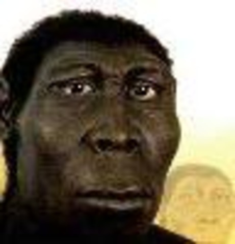 Homo erectus