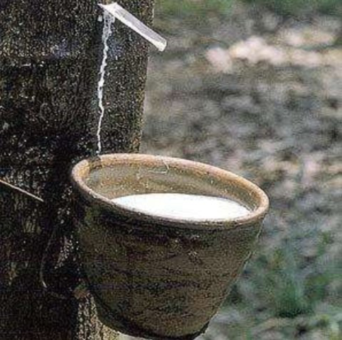 Utilización de la Gutapercha