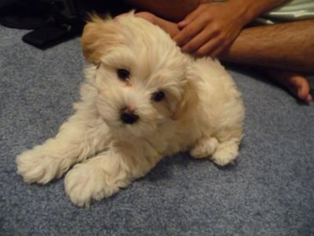 My sister got a puppy