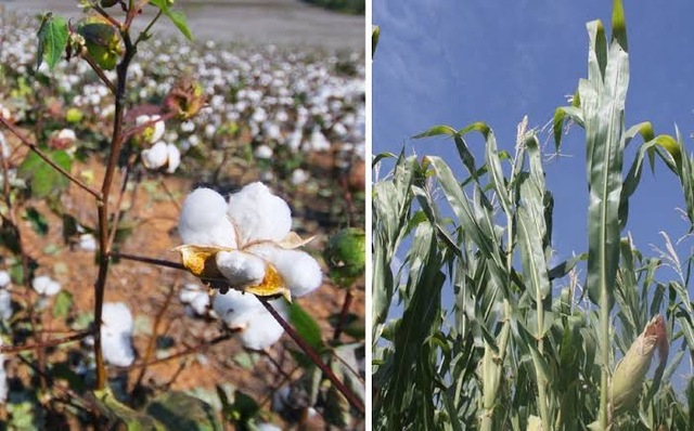 Liberación del algodón GM y el Maíz resistente a insectos