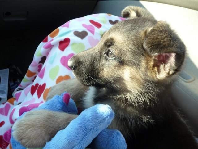 My sister got a second dog