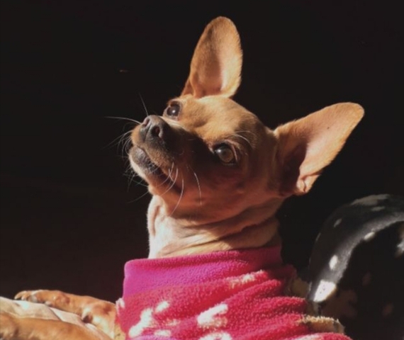 Cuando me regalaron a mi primera perrita