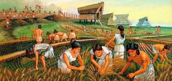 Neolític(agricultura)